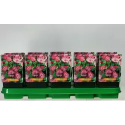 Astrantia major PINK