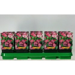 Astrantija - Astrantia major PINK