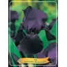 Vilkdalgis (irisas) - Iris germanica Black KNIGHT P11