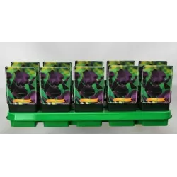 Vilkdalgis (irisas) - Iris germanica Black KNIGHT P11