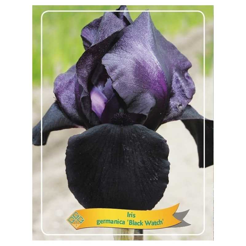 Vilkdalgis (irisas) - Iris germanica Black WATCH P11