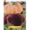 Iris germanica CIMARRON STRIPS