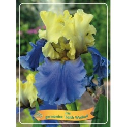 Vilkdalgis (irisas) - Iris germanica Edith Wolford P11