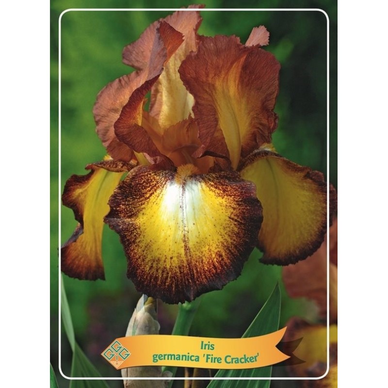Vilkdalgis (irisas) - Iris germanica Fire Cracker P11 raudona/oranžinė/geltona pristatymas 2022 m. pavasarį