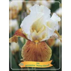 Iris germanica HONEY GLAZED