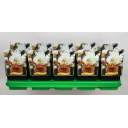 Vilkdalgis (irisas) - Iris germanica HONEY GLAZED