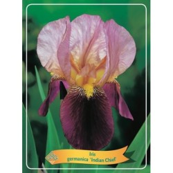 Vilkdalgis (irisas) - Iris germanica Indian Chief P11...