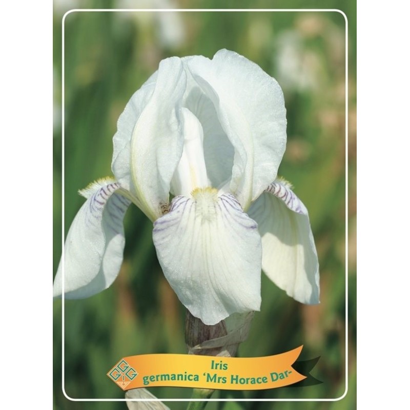 Vilkdalgis (irisas) - Iris germanica Mrs HORACE DARWIN