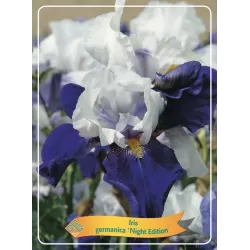 Vilkdalgis - Iris germanica NIGHT EDITION