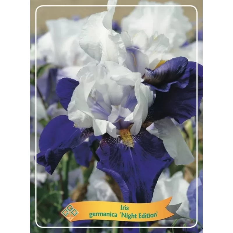Vilkdalgis - Iris germanica NIGHT EDITION