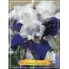 Vilkdalgis - Iris germanica NIGHT EDITION