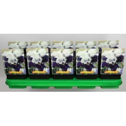 Vilkdalgis - Iris germanica NIGHT EDITION