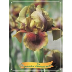 Vilkdalgis (irisas) - Iris germanica Oklahoma Bandit P11...