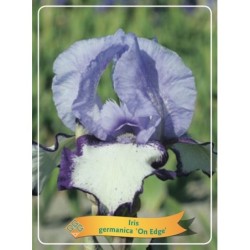 Vilkdalgis (irisas) - Iris germanica On Edge P11 šviesi...