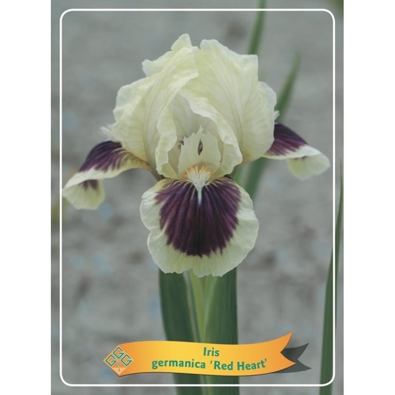 Vilkdalgis (irisas) - Iris germanica Red Heart P11 balta/raudona pristatymas 2022 m. pavasarį