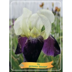 Vilkdalgis (irisas) - Iris germanica Salonique P11...