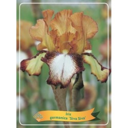 Iris germanica SIVA SIVA