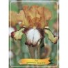 Vilkdalgis (irisas) - Iris germanica SIVA SIVA