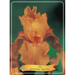 Vilkdalgis (irisas) - Iris germanica SKY FIRE