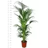 Hovėja - Howea forsteriana 27Ø 200cm augintojas Tri Plant