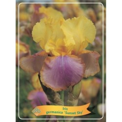Vilkdalgis (irisas) - Iris germanica Sunset Sky P11 geltona +...