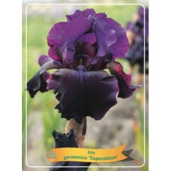 Vilkdalgis (irisas) - Iris germanica Superstition P11