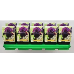 Vilkdalgis (irisas) - Iris germanica Superstition