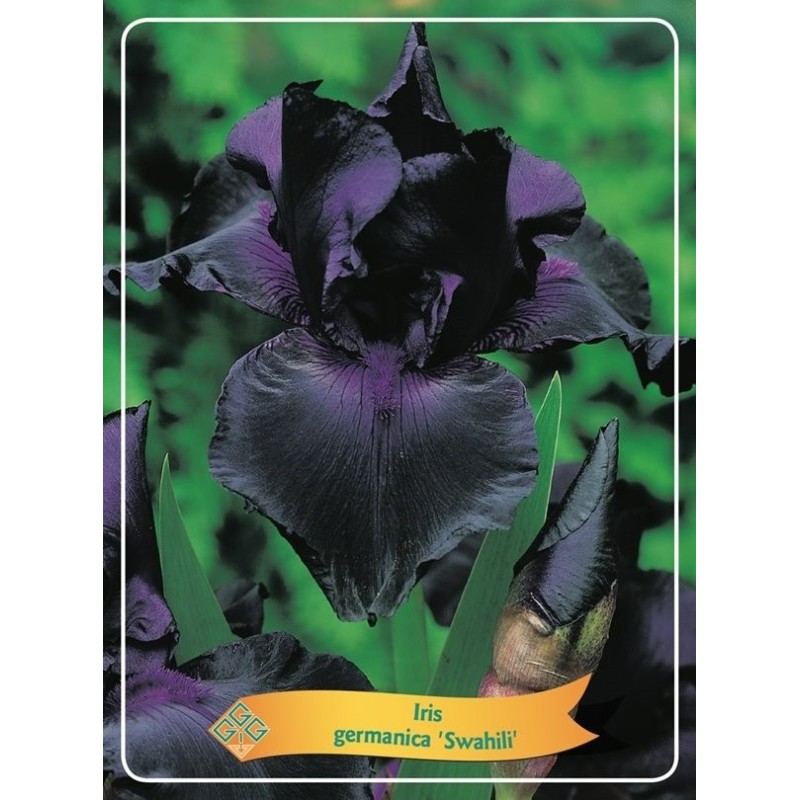 Vilkdalgis (irisas) - Iris germanica Swahili P11