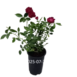Rožė - Rosa BURGUNDY ICE ®