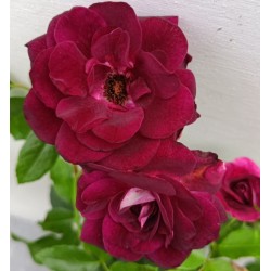 Rožių sodinukai internetu  -  Burgundi Ice (Prose)