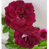 Rožių sodinukai internetu  -  Burgundi Ice (Prose)