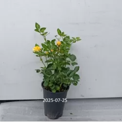 Rožė - Rosa CAPPUCCINO ®