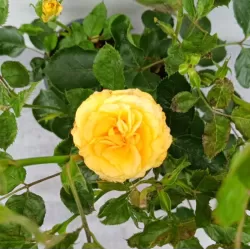 Rožė - Rosa CAPPUCCINO ®