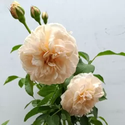 Rožių krūmai internetu su pristatymu į namus