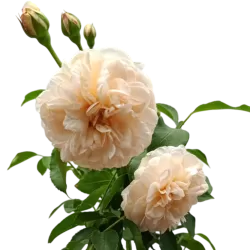 Rožių krūmai internetu su pristatymu į namus