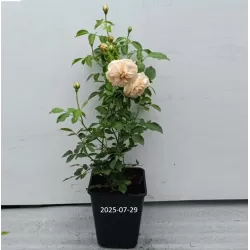 Rožių krūmai internetu su pristatymu į namus