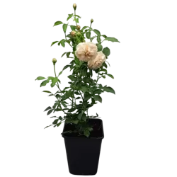 Rožių krūmai internetu su pristatymu į namus