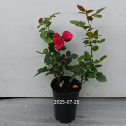 Užsisakyk augalus pavasariui jau dabar