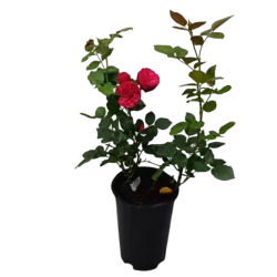 Užsisakyk augalus pavasariui jau dabar