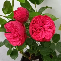 Užsisakyk augalus pavasariui jau dabar