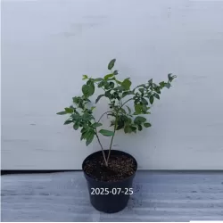 Aukštoji šilauogė (vid. vėlyvumo) - Vaccinium corymbosum BONIFACI/BONIFACY