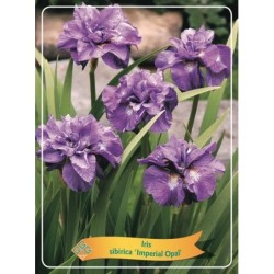 Iris sibirica IMPERIAL OPAL