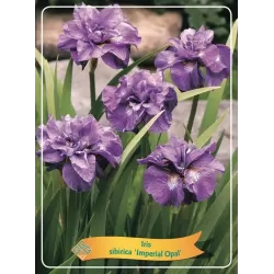 Vilkdalgis (irisas) - Iris sibirica IMPERIAL OPAL