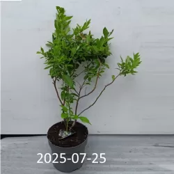Aukštoji šilauogė (vid. vėl.) - Vaccinium corymbosum EMBLUE