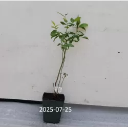 Aukštoji šilauogė - Vaccinium corymbosum HANNAHS CHOICE