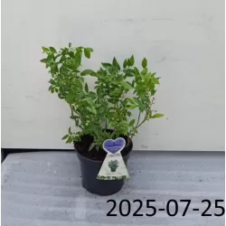 Aukštoji šilauogė (vid. vėl.) - Vaccinium corymbosum LITTLE BLUE WONDER