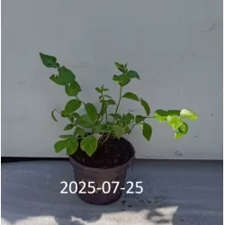 Aukštoji šilauogė(vid. vėlyvumo) - Vaccinium corymbosum NUI