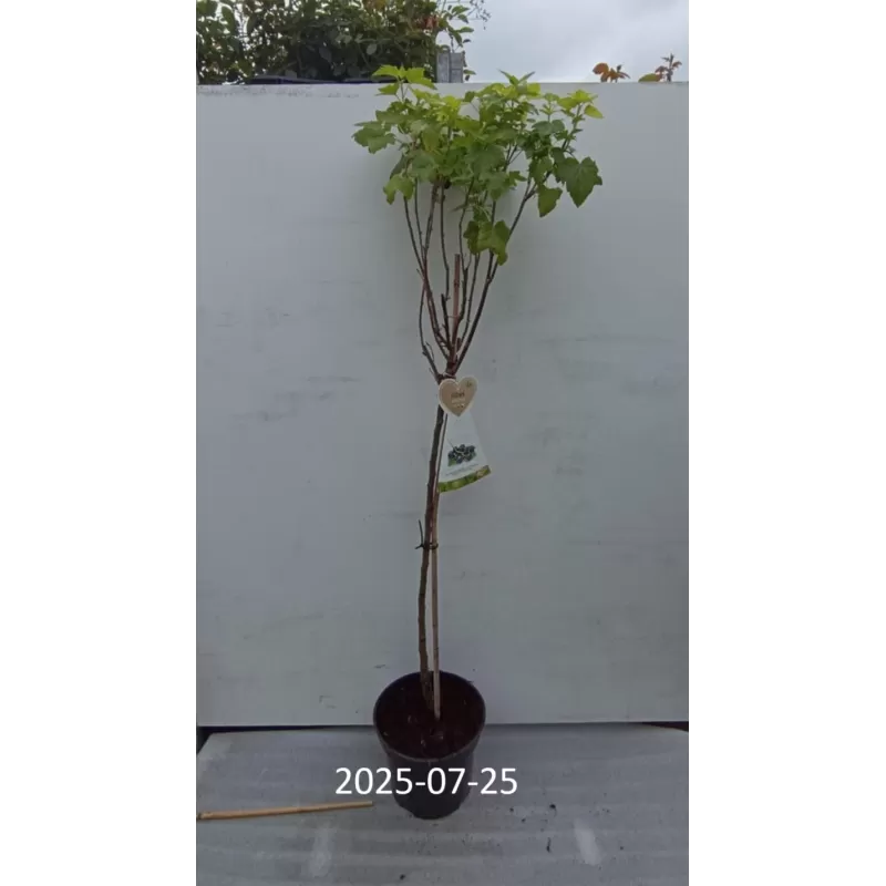 Juodieji serbentai - Ribes nigrum TITANIA