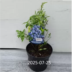 Šilauogė (vid. vėlyvumo) - Vaccinium angustifolium PUTTE