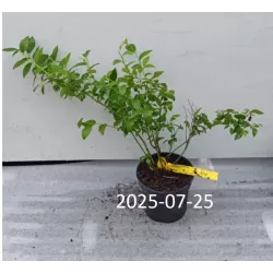 Aukštoji šilauogė (vid. vėl.) - Vaccinium corymbosum BLUECROP